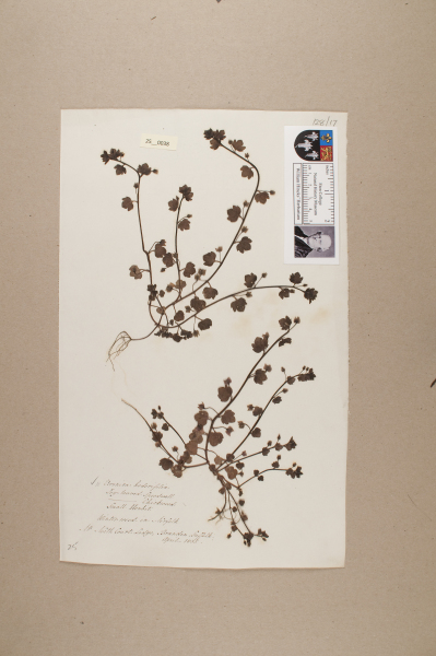 NHM_HH_25.38-2010 image NHM_HH_25.38-2010