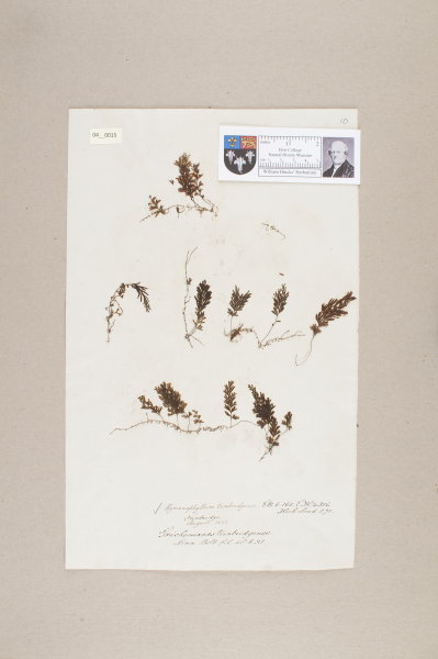 NHM_HH_4.15-2010 image NHM_HH_4.15-2010