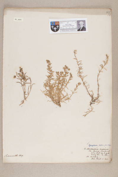 NHM_HH_9.79-2010 image NHM_HH_9.79-2010