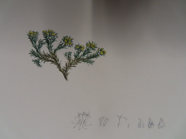 image FDA-E.2916_33_24-2016-A