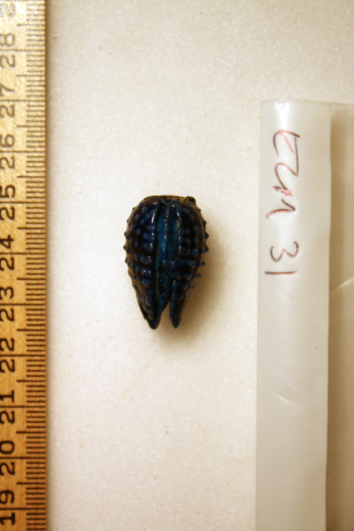 ECM.31-2010-C image ECM.31-2010-C