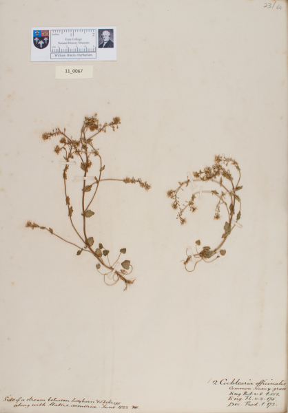 NHM_HH_11.67-2010 image NHM_HH_11.67-2010