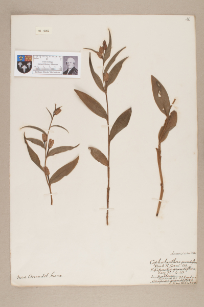 NHM_HH_40.2-2010 image NHM_HH_40.2-2010