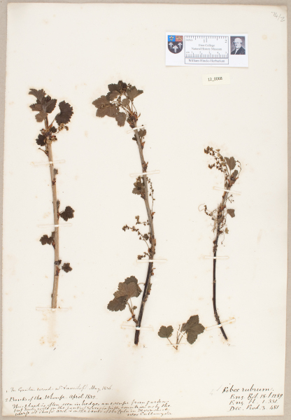 NHM_HH_12.68-2010 image NHM_HH_12.68-2010