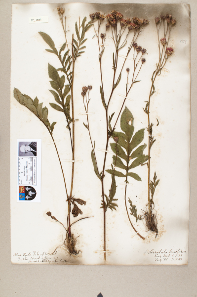 NHM_HH_27.31-2010 image NHM_HH_27.31-2010