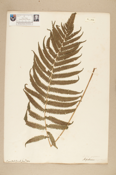 image NHM_HH_41.146-2010