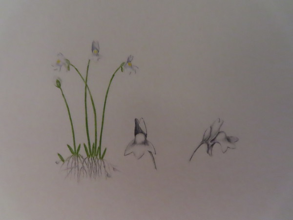 FDA-E.2916_11_11-2016-A image FDA-E.2916_11_11-2016-A