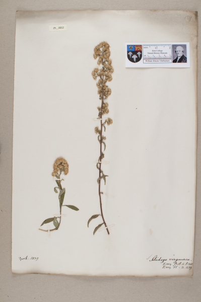 NHM_HH_29.12-2010 image NHM_HH_29.12-2010