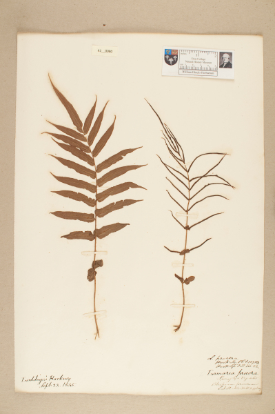 NHM_HH_41.80-2010 image NHM_HH_41.80-2010