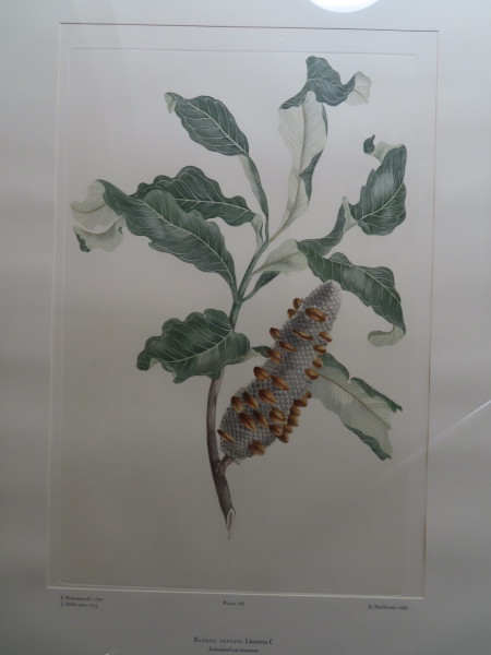 image FDA-E.2916_13_19-2016-A