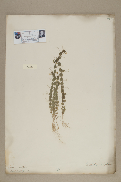 NHM_HH_15.55-2010 image NHM_HH_15.55-2010