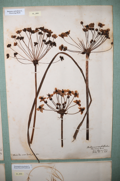 NHM_HH_30.1-2010 image NHM_HH_30.1-2010