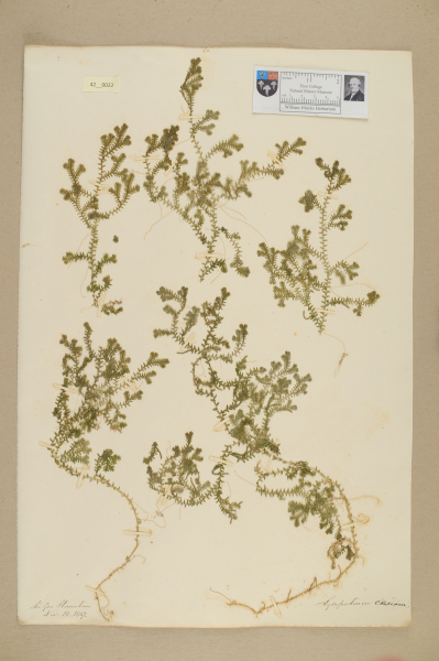 NHM_HH_42.22-2010 image NHM_HH_42.22-2010