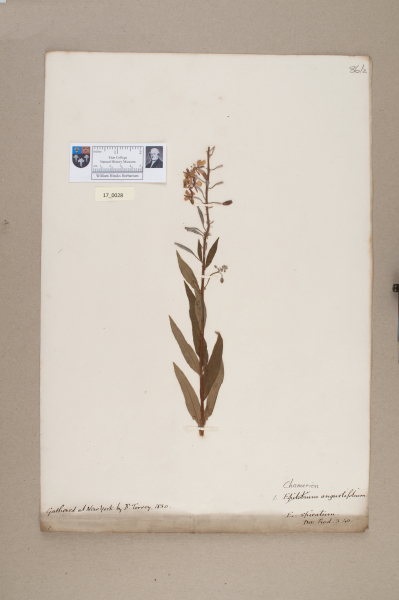 NHM_HH_17.28-2010 image NHM_HH_17.28-2010