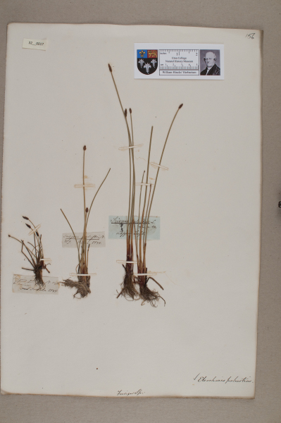 NHM_HH_32.17-2010 image NHM_HH_32.17-2010