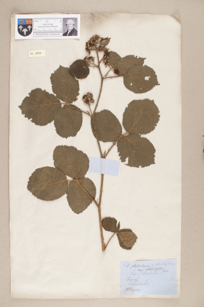 NHM_HH_43.24-2010 image NHM_HH_43.24-2010