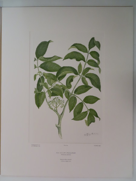 image FDA-E.2916_2_25-2016