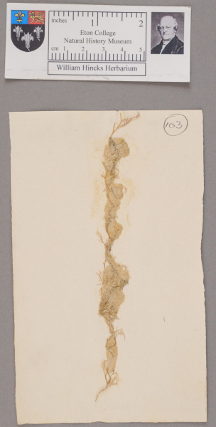 NHM_HH_1.103-2010 image NHM_HH_1.103-2010