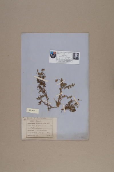 NHM_HH_19.38-2010 image NHM_HH_19.38-2010