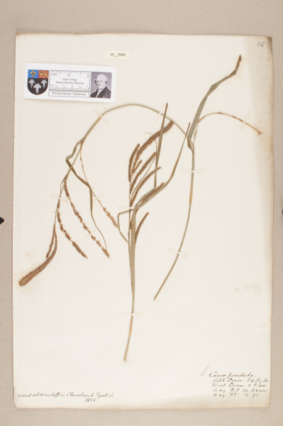 NHM_HH_33.69-2010 image NHM_HH_33.69-2010