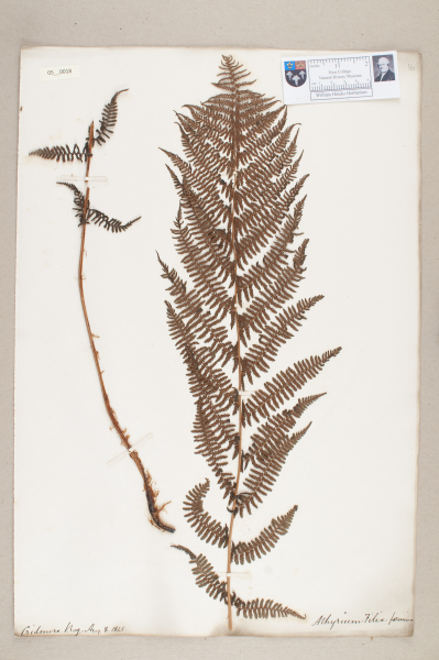 NHM_HH_5.18-2010 image NHM_HH_5.18-2010