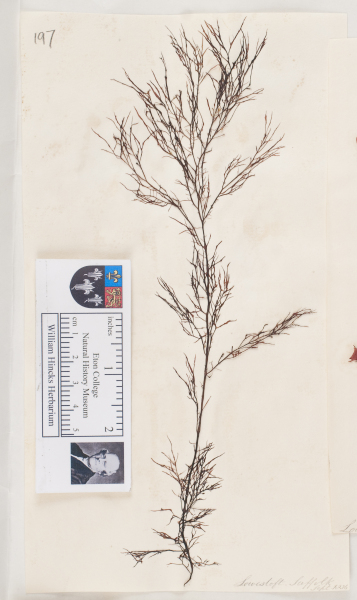 NHM_HH_1.197-2010 image NHM_HH_1.197-2010