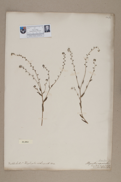 NHM_HH_20.52-2010 image NHM_HH_20.52-2010