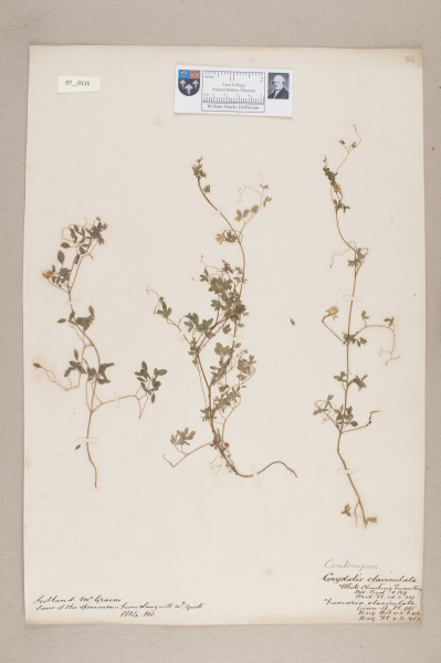 NHM_HH_7.115-2010 image NHM_HH_7.115-2010