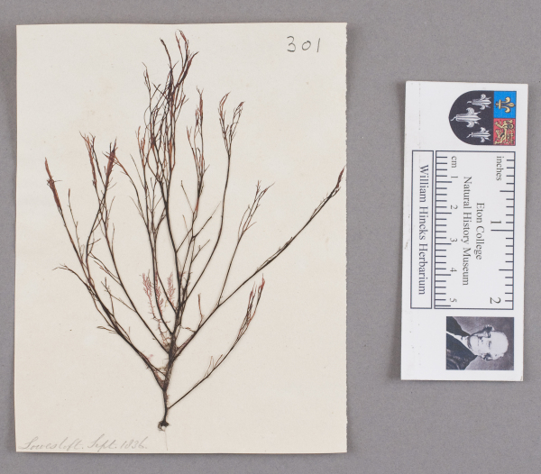 NHM_HH_1.301-2010 image NHM_HH_1.301-2010