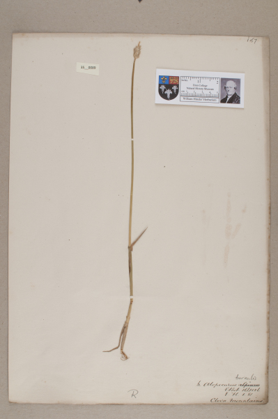 NHM_HH_35.89-2010 image NHM_HH_35.89-2010