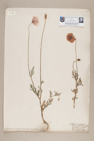 NHM_HH_7.93-2010 image NHM_HH_7.93-2010