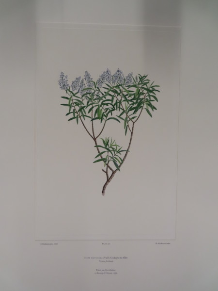 FDA-E.2916_25_9-2016-A image FDA-E.2916_25_9-2016-A