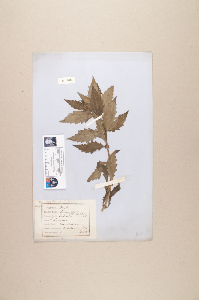 NHM_HH_23.73-2010 image NHM_HH_23.73-2010