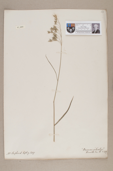 NHM_HH_37.43-2010 image NHM_HH_37.43-2010