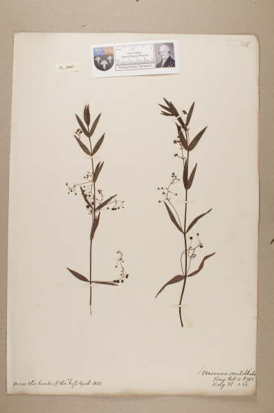 NHM_HH_25.47-2010 image NHM_HH_25.47-2010