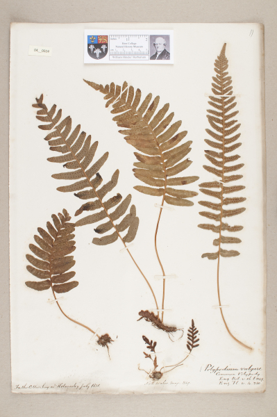 NHM_HH_4.24-2010 image NHM_HH_4.24-2010