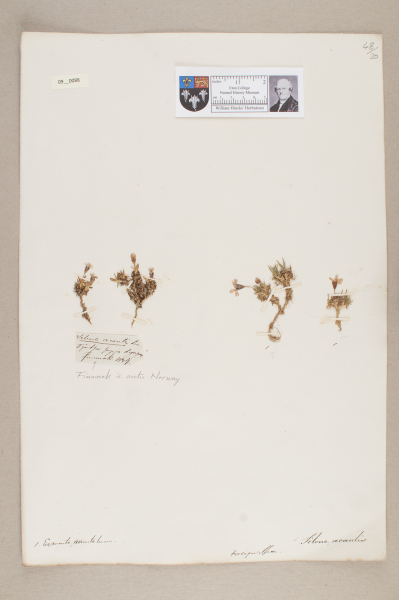 NHM_HH_9.88-2010 image NHM_HH_9.88-2010