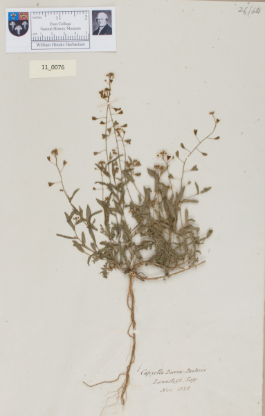 NHM_HH_11.76-2010 image NHM_HH_11.76-2010