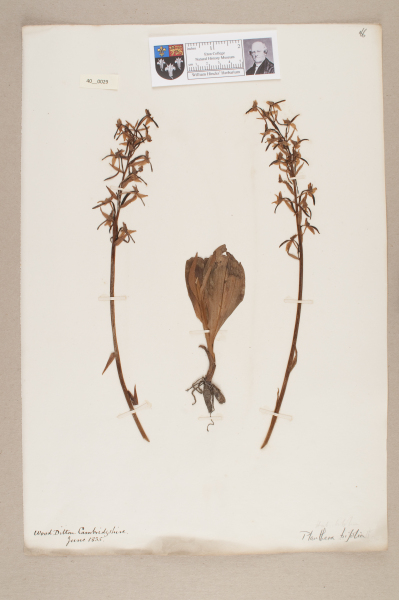 NHM_HH_40.29-2010 image NHM_HH_40.29-2010