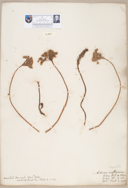 NHM_HH_12.77-2010 image NHM_HH_12.77-2010