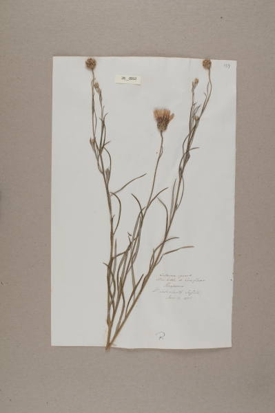 NHM_HH_28.12-2010 image NHM_HH_28.12-2010