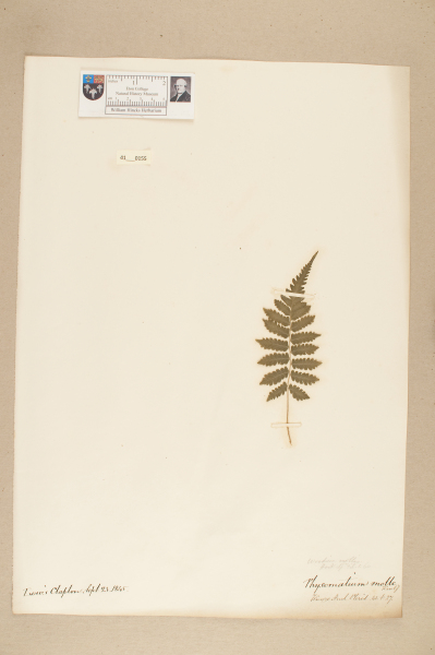 NHM_HH_41.155-2010 image NHM_HH_41.155-2010