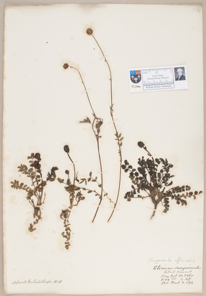 NHM_HH_13.86-2010 image NHM_HH_13.86-2010