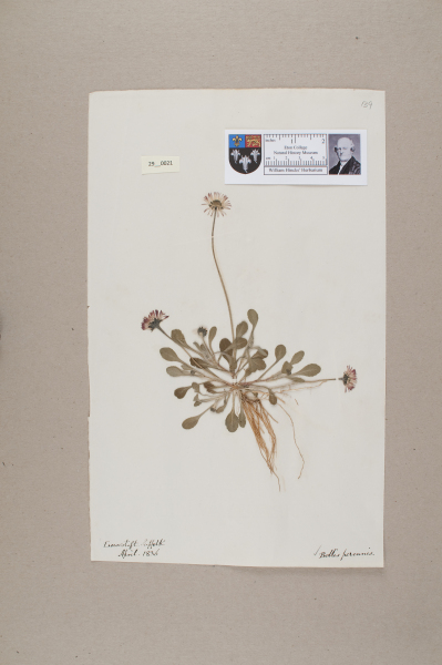 NHM_HH_29.21-2010 image NHM_HH_29.21-2010