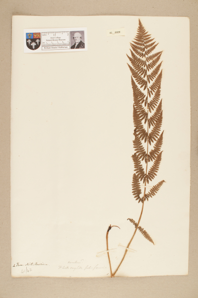 NHM_HH_41.9-2010 image NHM_HH_41.9-2010