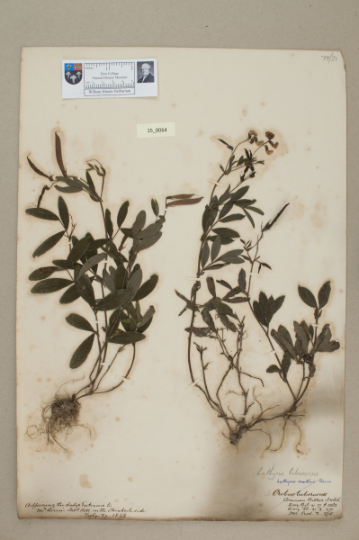 NHM_HH_15.64-2010 image NHM_HH_15.64-2010