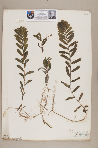 NHM_HH_30.19-2010 image NHM_HH_30.19-2010