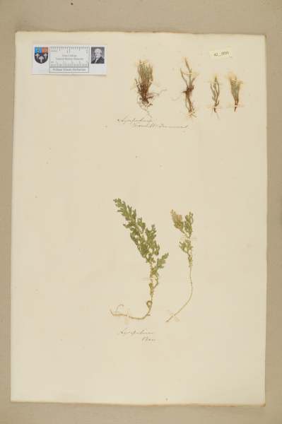 image NHM_HH_42.31-2010