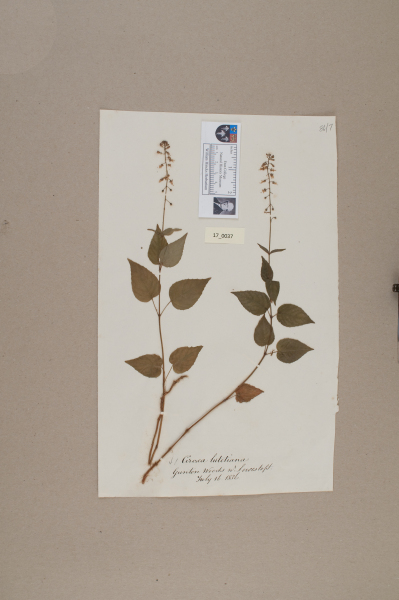 NHM_HH_17.37-2010 image NHM_HH_17.37-2010