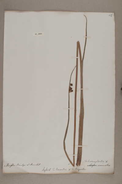 NHM_HH_32.26-2010 image NHM_HH_32.26-2010